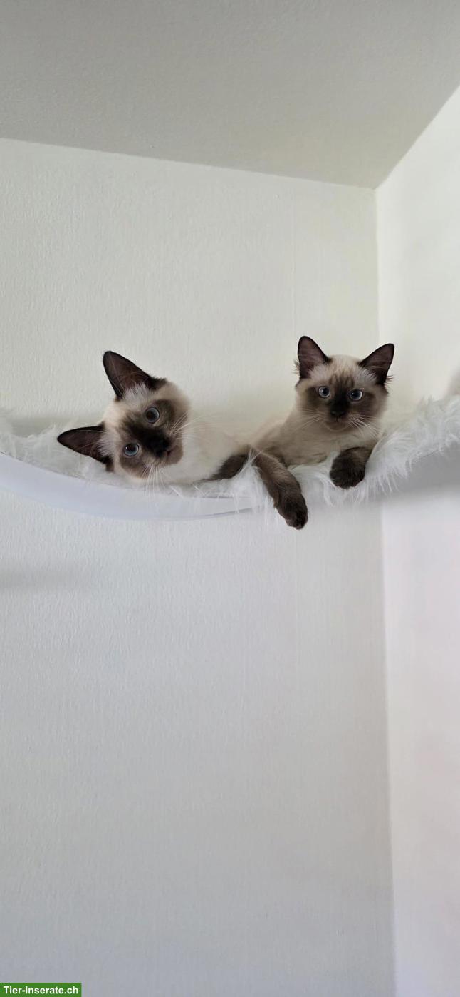 Bild 5: 2 zuckersüsse Heilige Birma Kitten suchen liebevolles Zuhause
