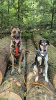 Lernspaziergang für Hunde: Sozialtraining & Alltagstraining