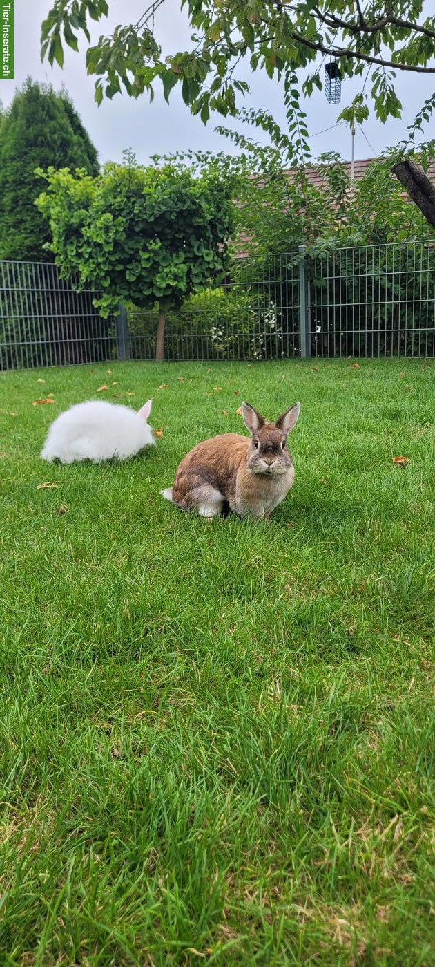 5-jähriges weibliches Zwergkaninchen in liebevolle Hände