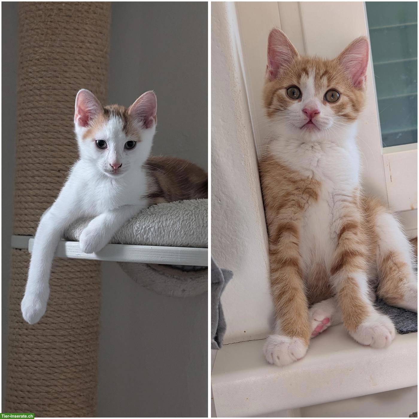 Kätzchen Ginger & Pucci suchen Zuhause mit späterem Freigang