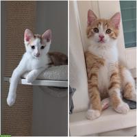 Kätzchen Ginger & Pucci suchen Zuhause mit späterem Freigang