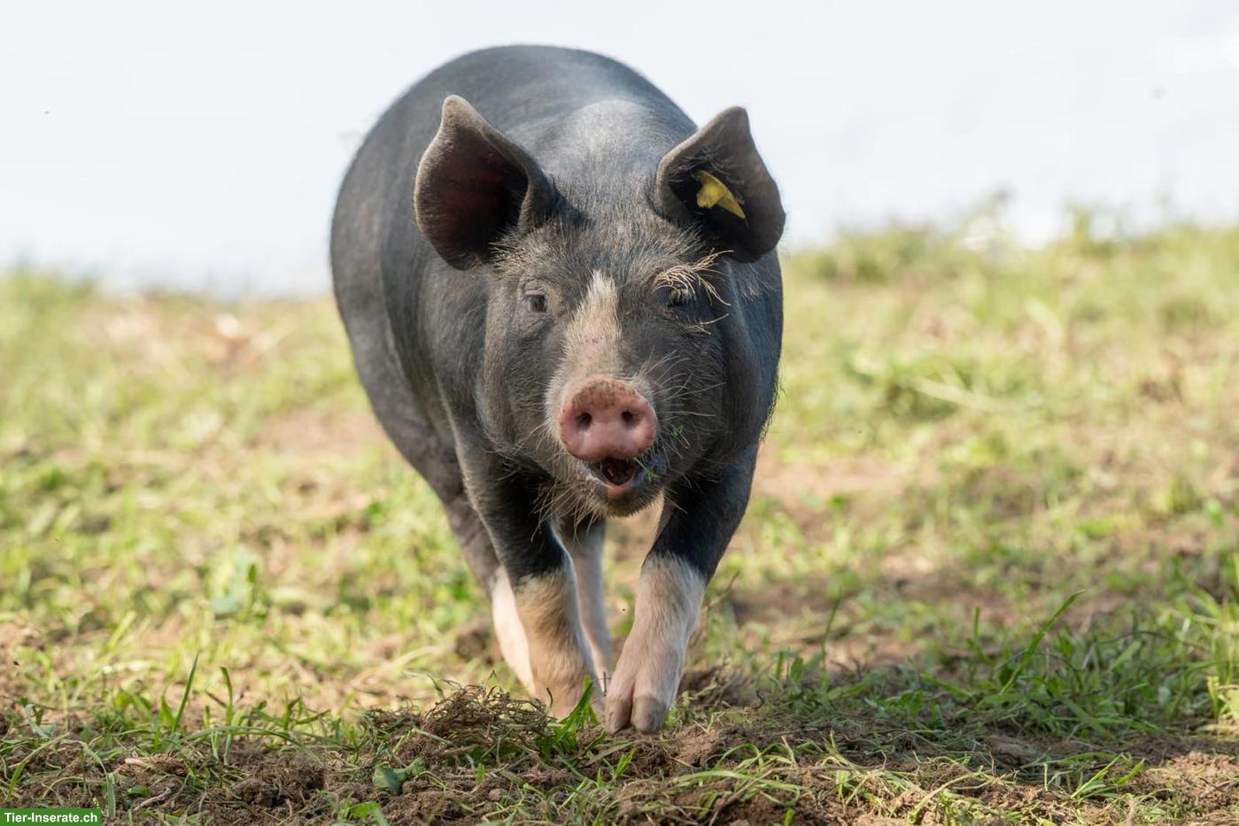 2 Berkshire Ferkel zu verkaufen
