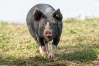 2 Berkshire Ferkel zu verkaufen