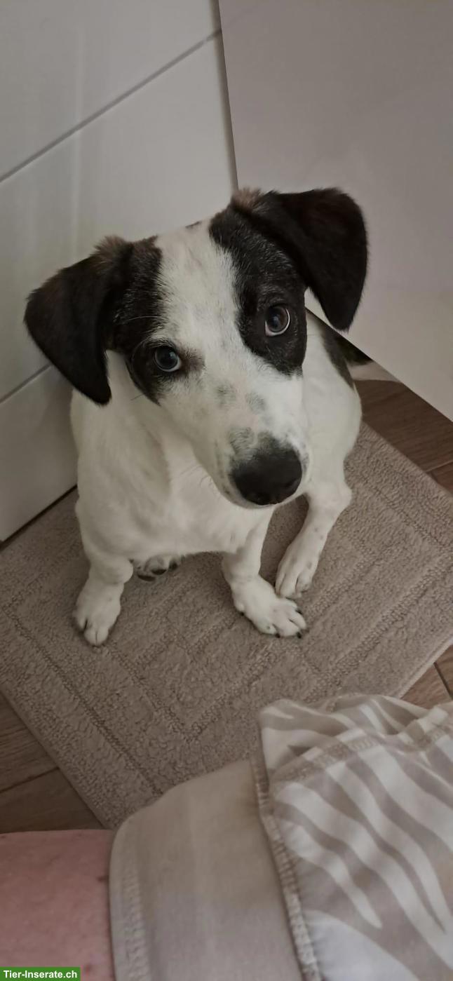 Bild 2: Lieber Junghund (Rüde, 6 Monate) sucht Zuhause