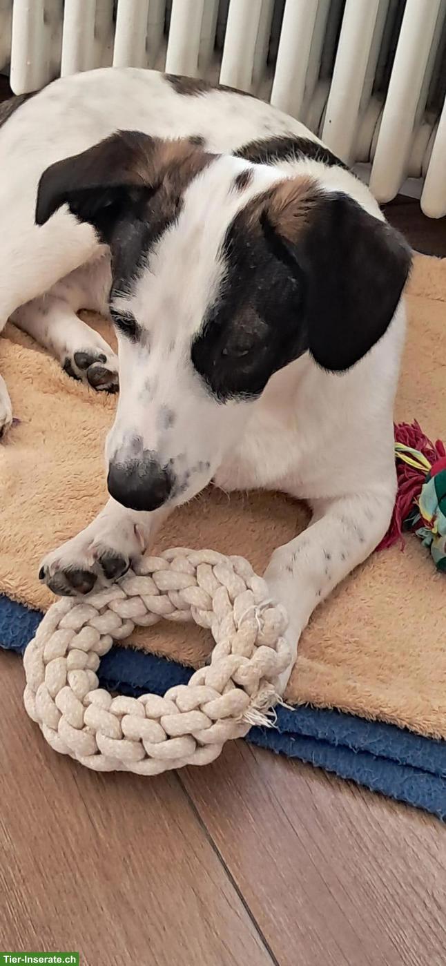 Bild 3: Lieber Junghund (Rüde, 6 Monate) sucht Zuhause