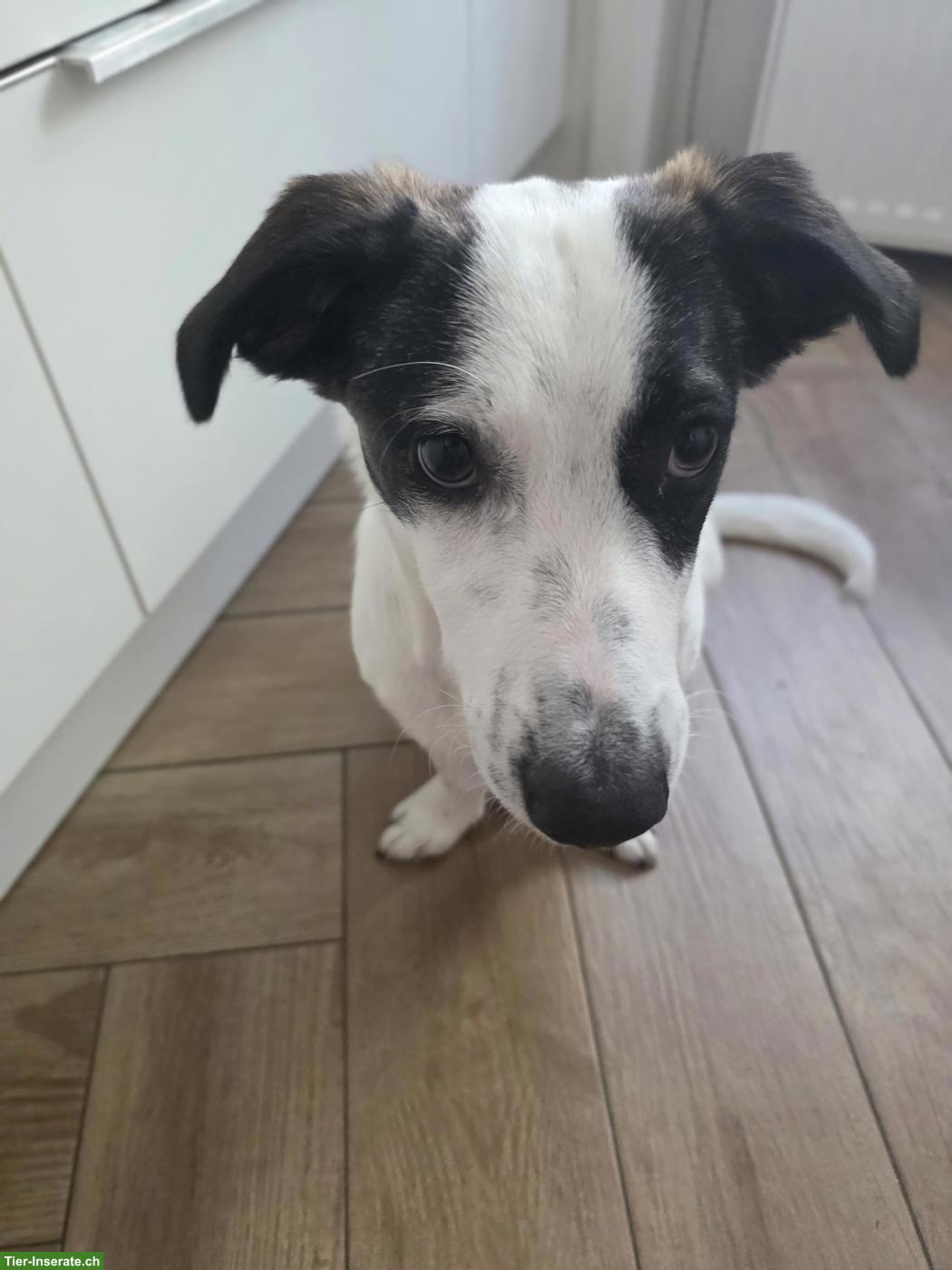 Bild 4: Lieber Junghund (Rüde, 6 Monate) sucht Zuhause