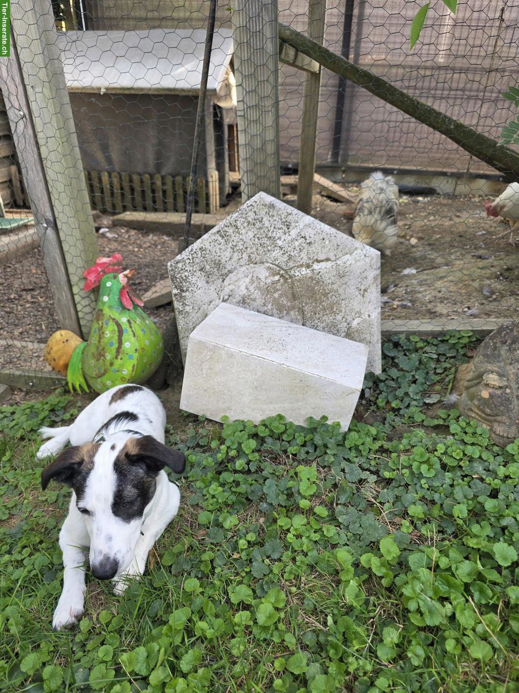 Bild 5: Lieber Junghund (Rüde, 6 Monate) sucht Zuhause