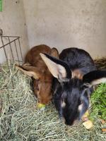 2 Kaninchen Männchen zu verkaufen