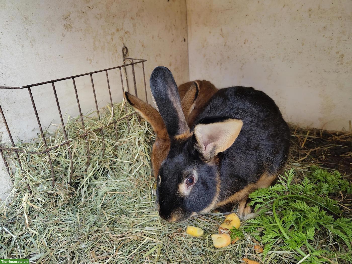 Bild 2: 2 Kaninchen Männchen zu verkaufen