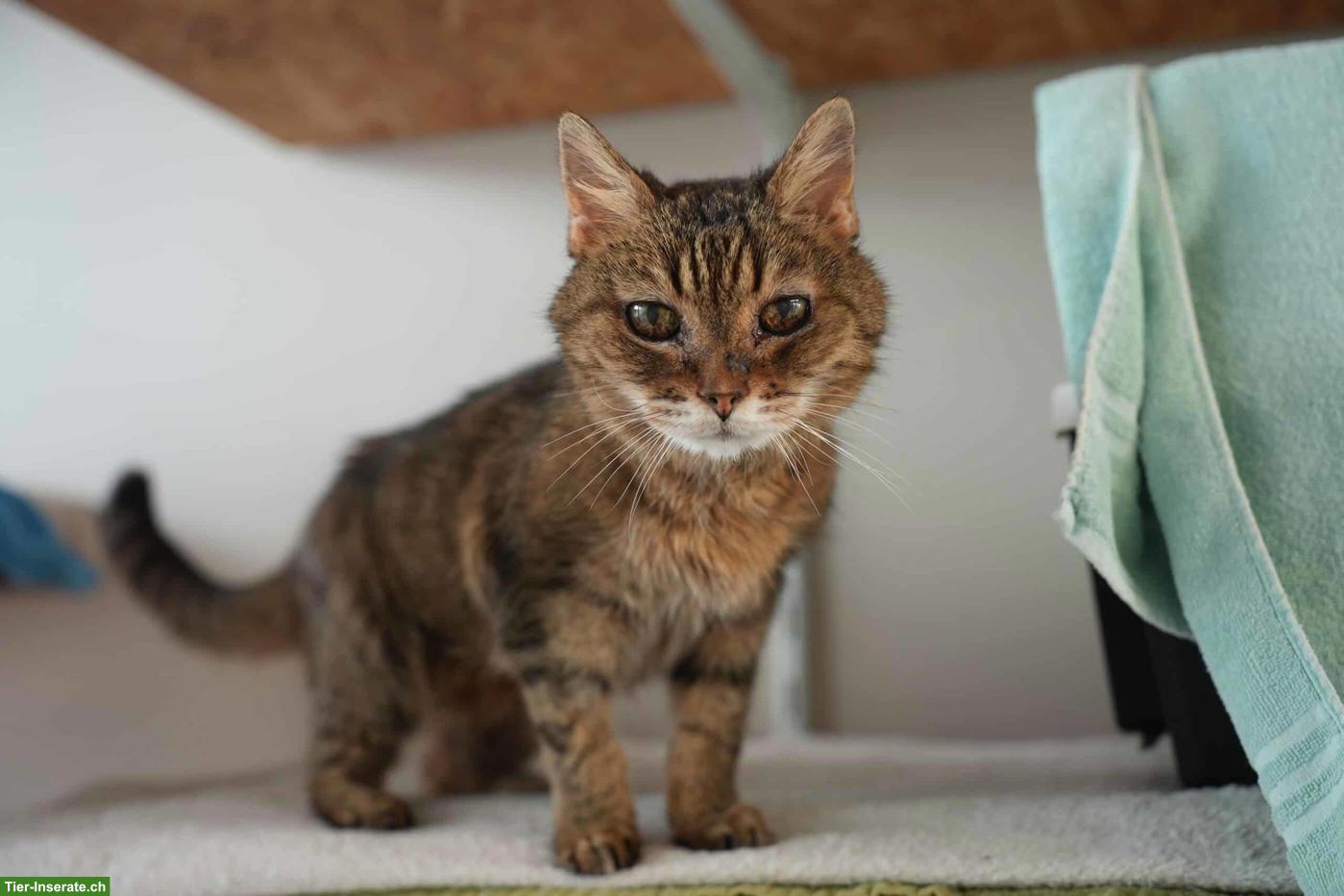 18-jährige Katze sucht ganz dringend ein Zuhause mit Balkon/Garten
