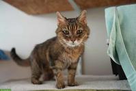 18-jährige Katze sucht ganz dringend ein Zuhause mit Balkon/Garten