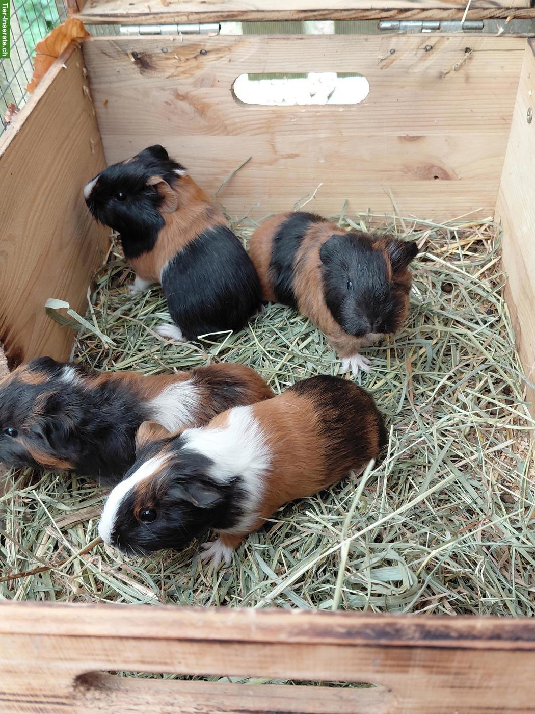 Junge Meerschweinchen zu verkaufen