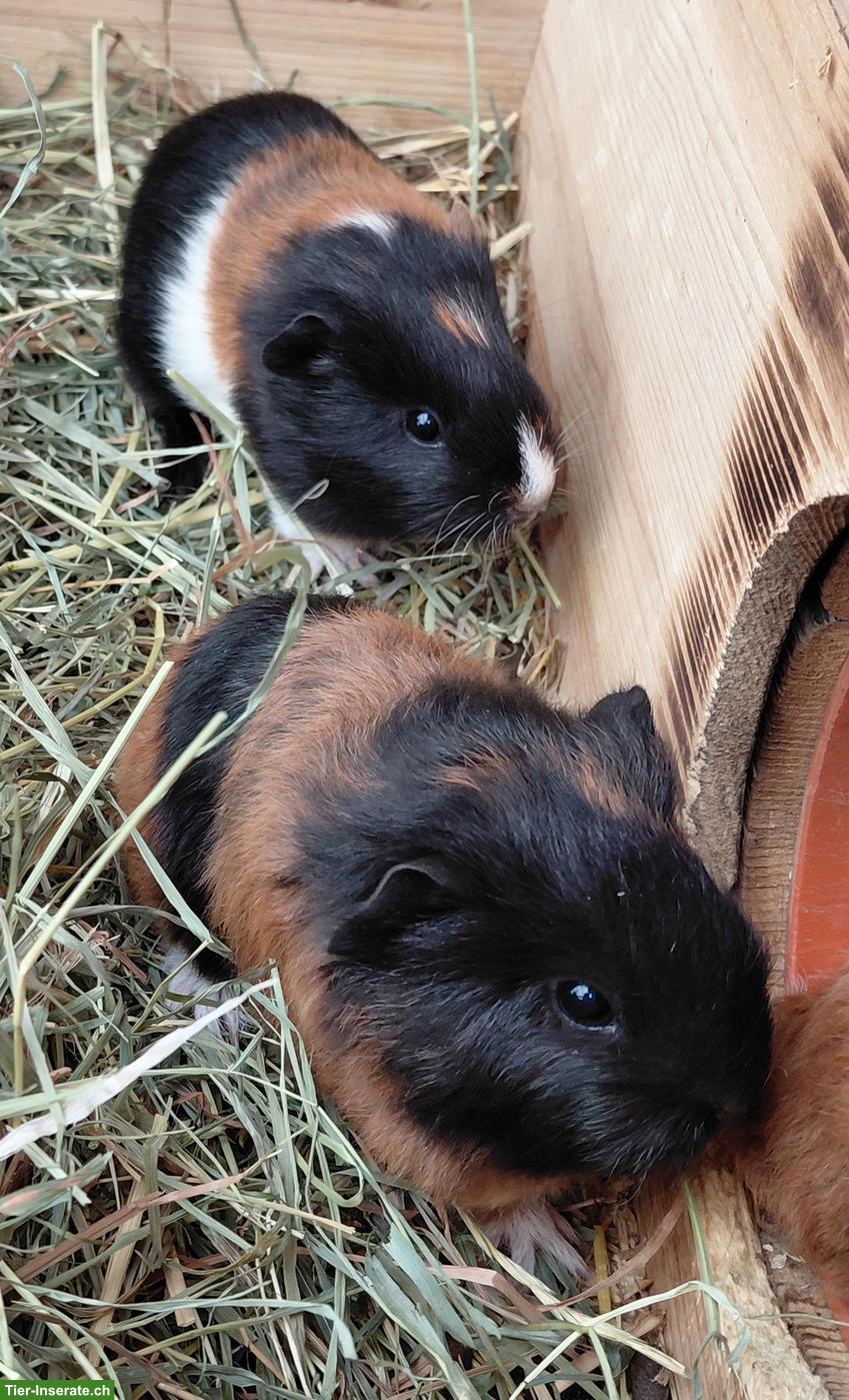 Bild 2: Junge Meerschweinchen zu verkaufen
