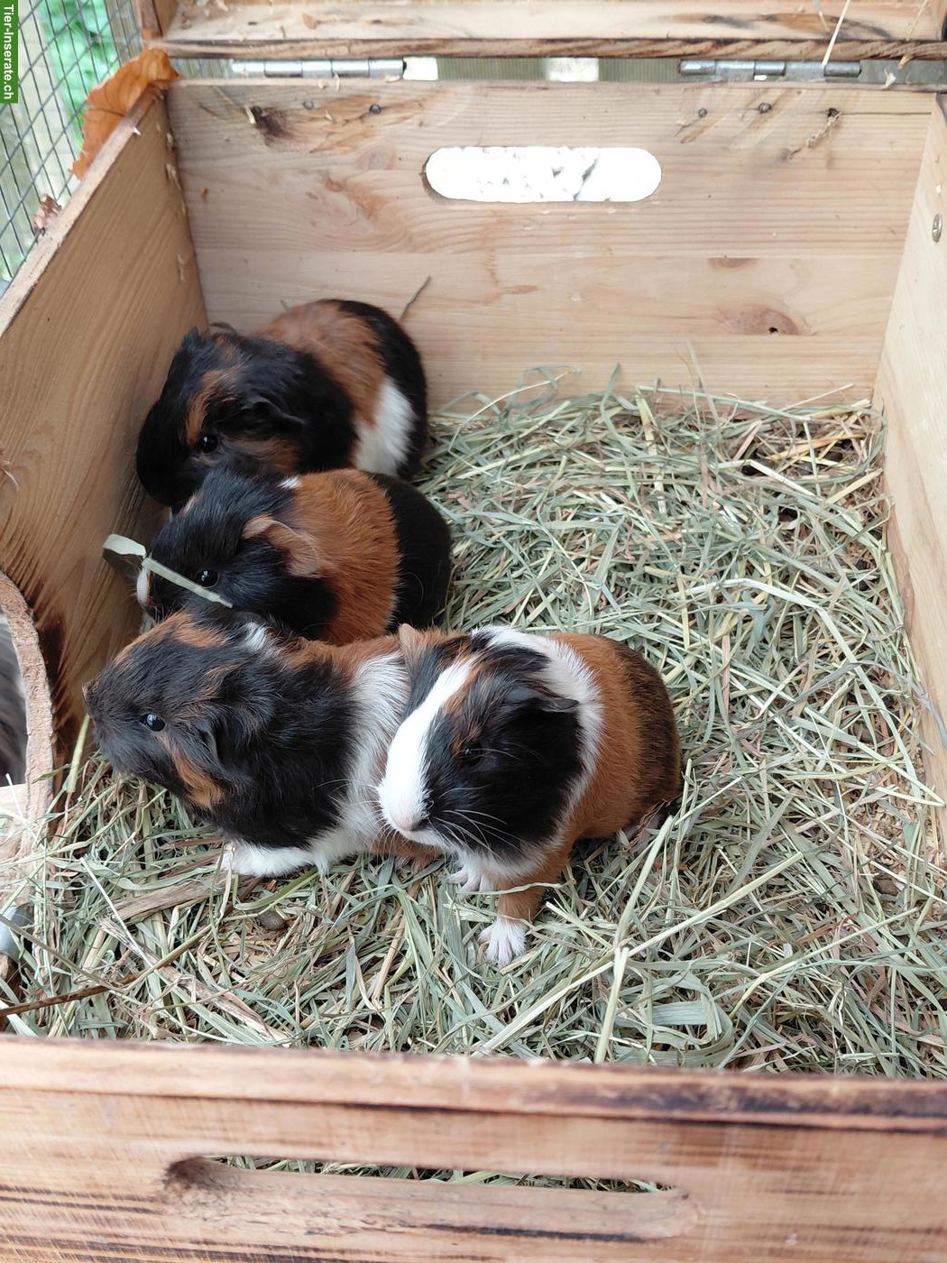 Bild 3: Junge Meerschweinchen zu verkaufen