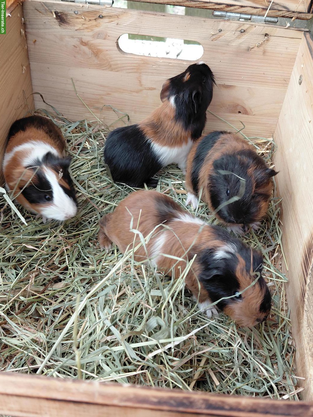 Bild 4: Junge Meerschweinchen zu verkaufen