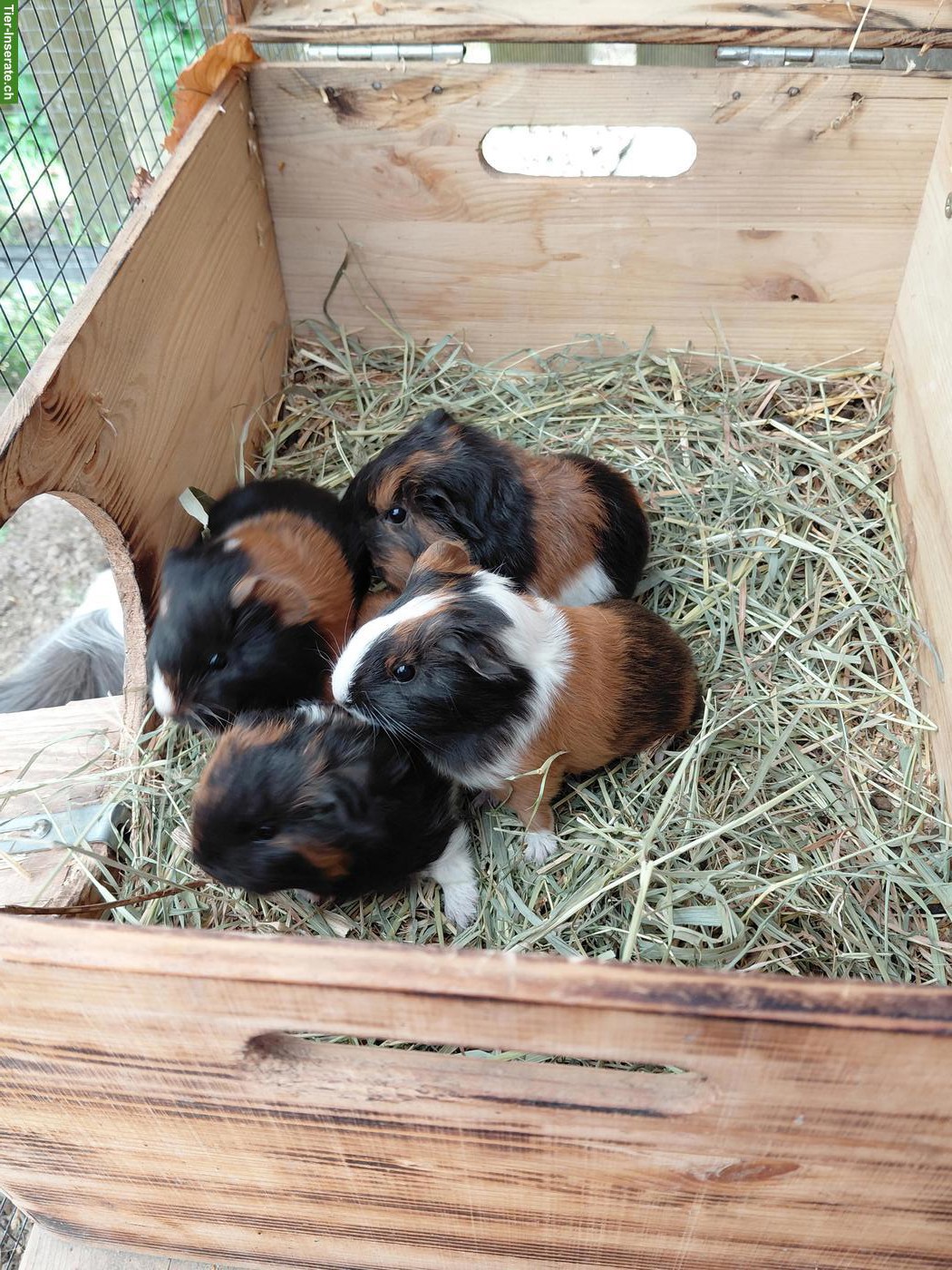 Bild 5: Junge Meerschweinchen zu verkaufen