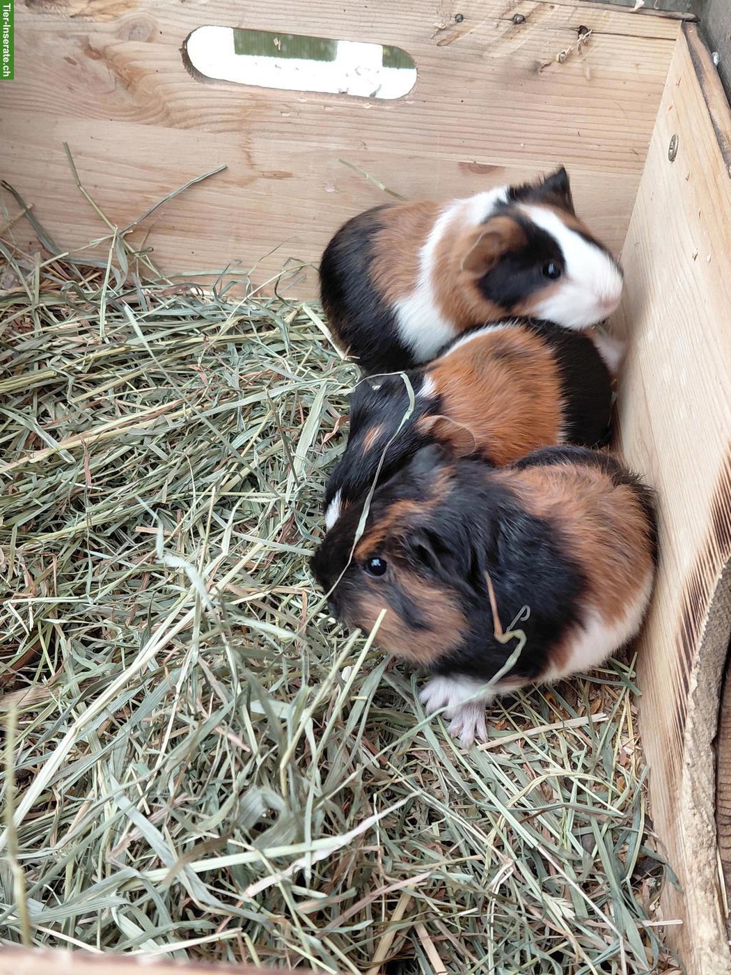 Bild 6: Junge Meerschweinchen zu verkaufen