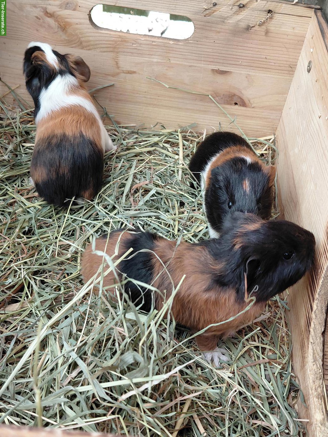Bild 7: Junge Meerschweinchen zu verkaufen