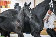 Schwarzes Schweizer Warmblut Hengstfohlen, ausdruckstark