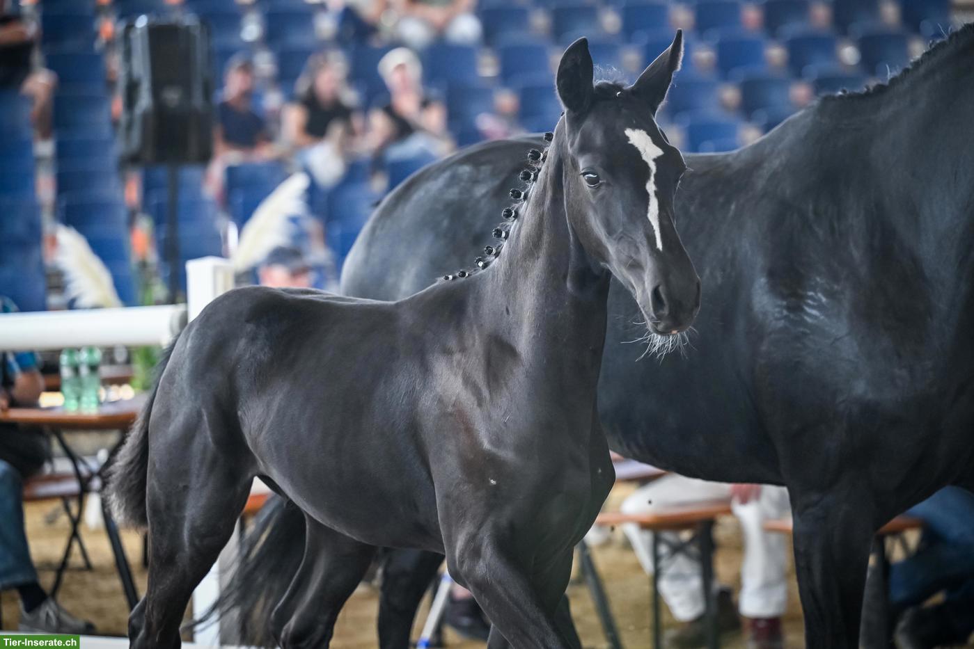 Bild 2: Schwarzes Schweizer Warmblut Hengstfohlen, ausdruckstark