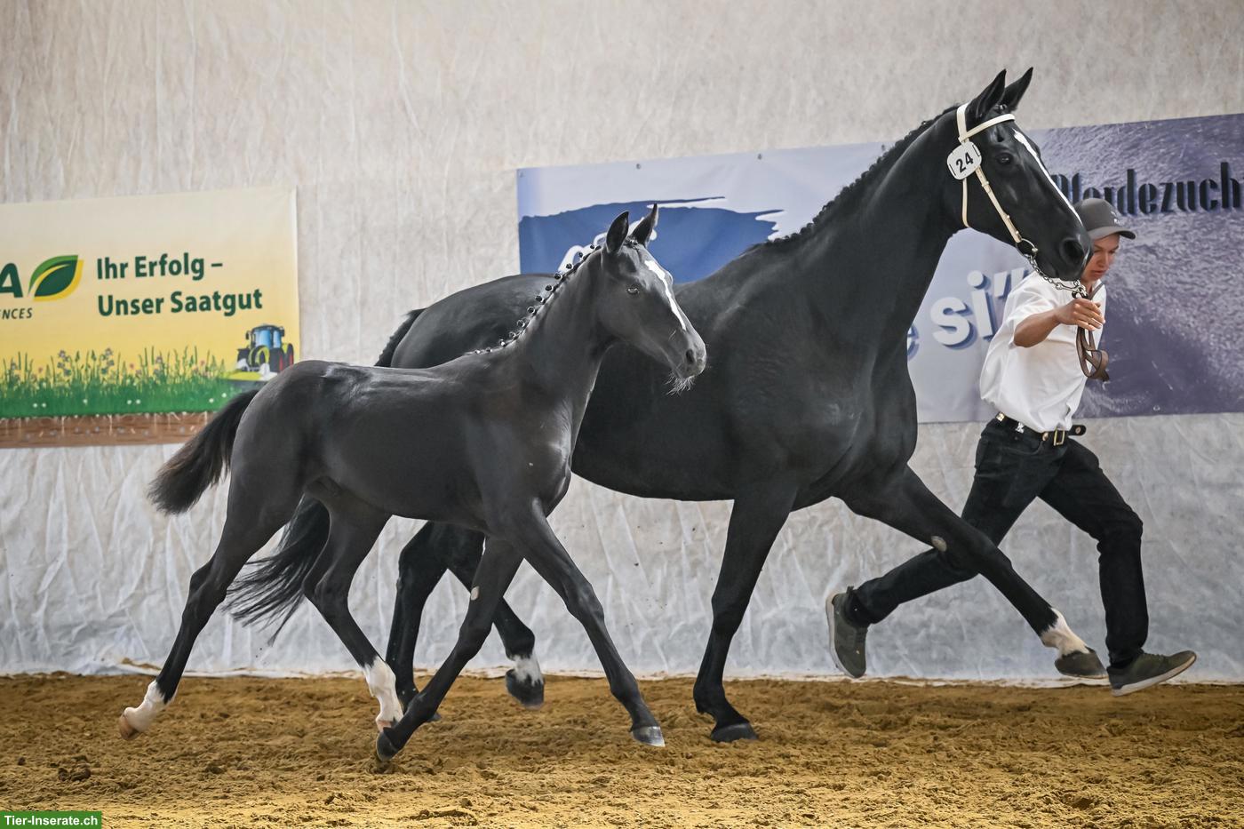 Bild 3: Schwarzes Schweizer Warmblut Hengstfohlen, ausdruckstark