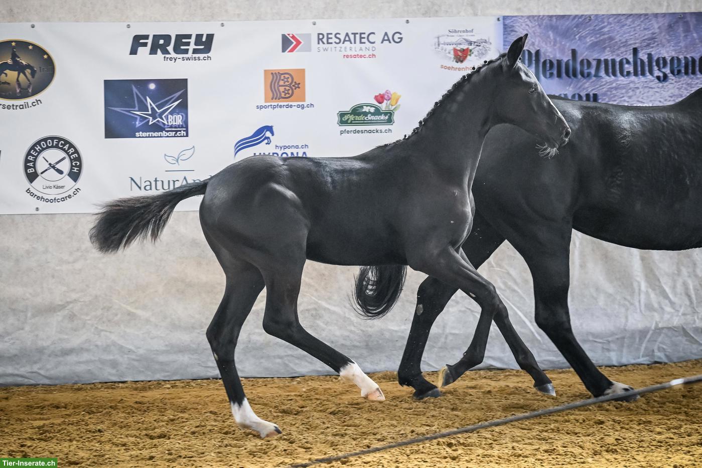 Bild 4: Schwarzes Schweizer Warmblut Hengstfohlen, ausdruckstark