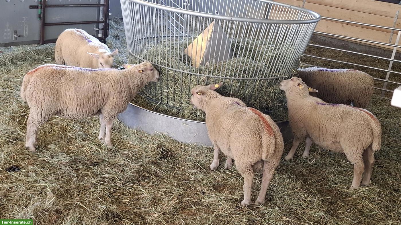 Charolais Widder & Berrichon Mix zu verkaufen