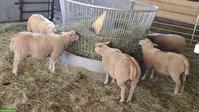 Charolais Widder & Berrichon Mix zu verkaufen