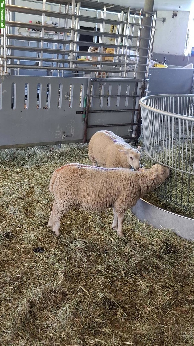 Bild 2: Charolais Widder & Berrichon Mix zu verkaufen