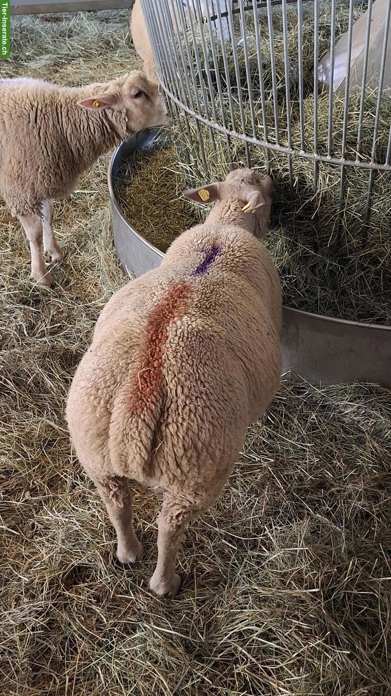 Bild 3: Charolais Widder & Berrichon Mix zu verkaufen