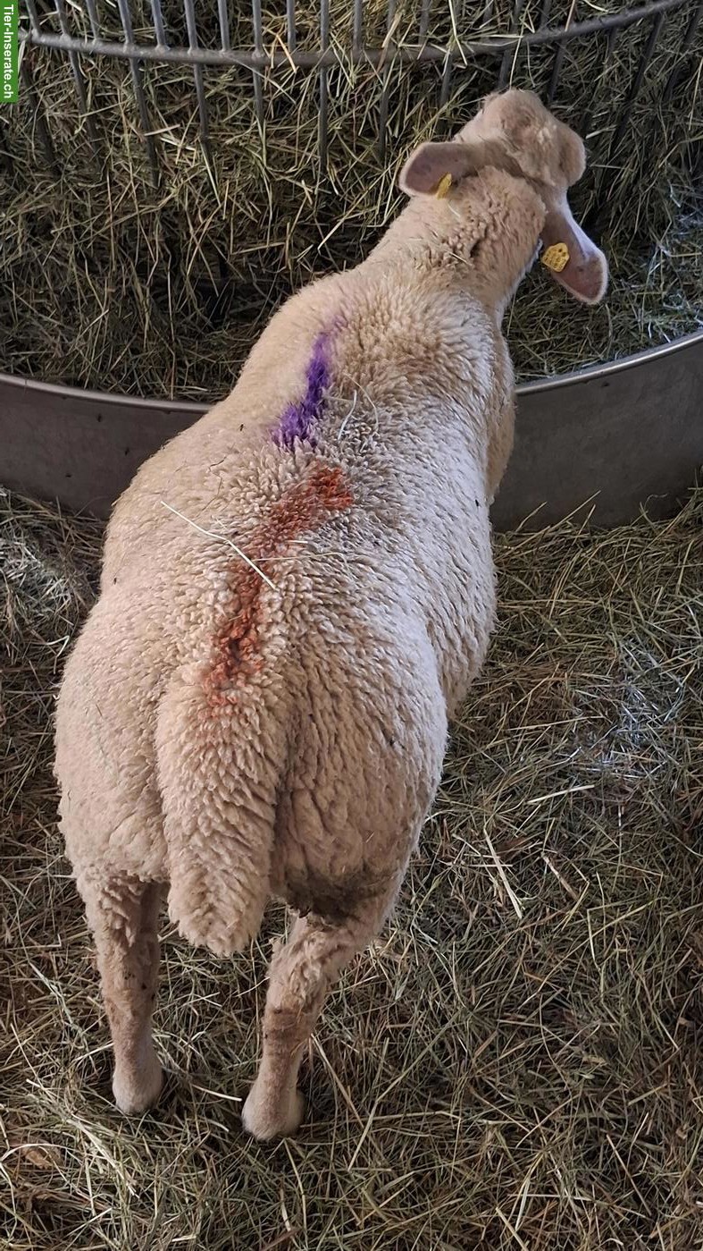 Bild 4: Charolais Widder & Berrichon Mix zu verkaufen