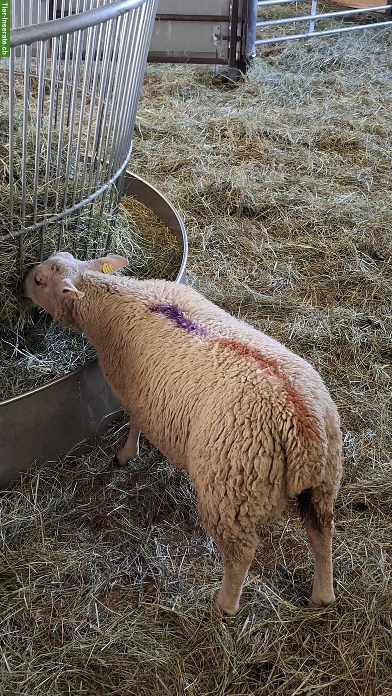 Bild 5: Charolais Widder & Berrichon Mix zu verkaufen