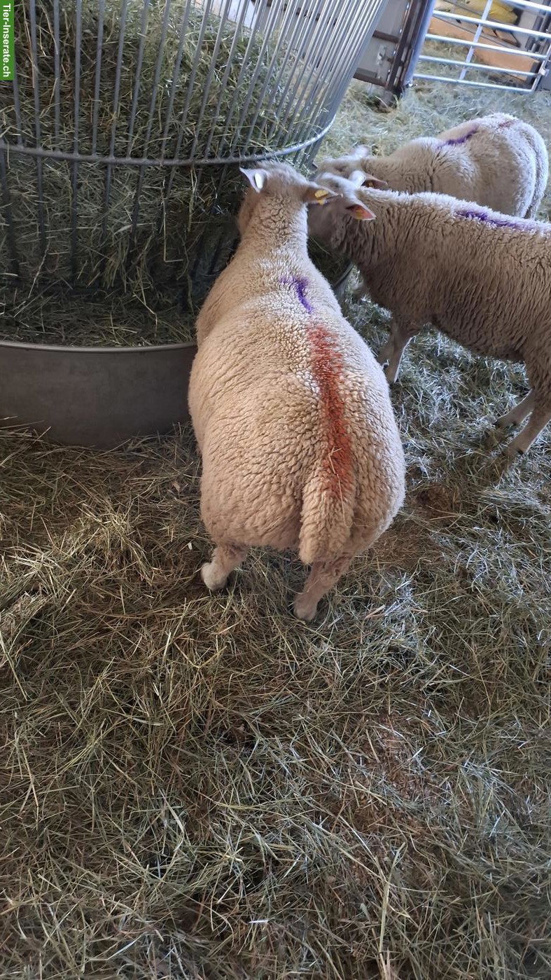 Bild 6: Charolais Widder & Berrichon Mix zu verkaufen