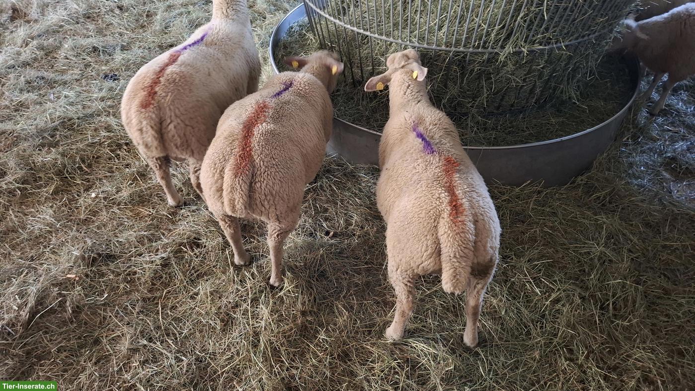 Bild 7: Charolais Widder & Berrichon Mix zu verkaufen