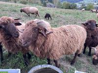 Walliser Landschaf Bock zu verkaufen
