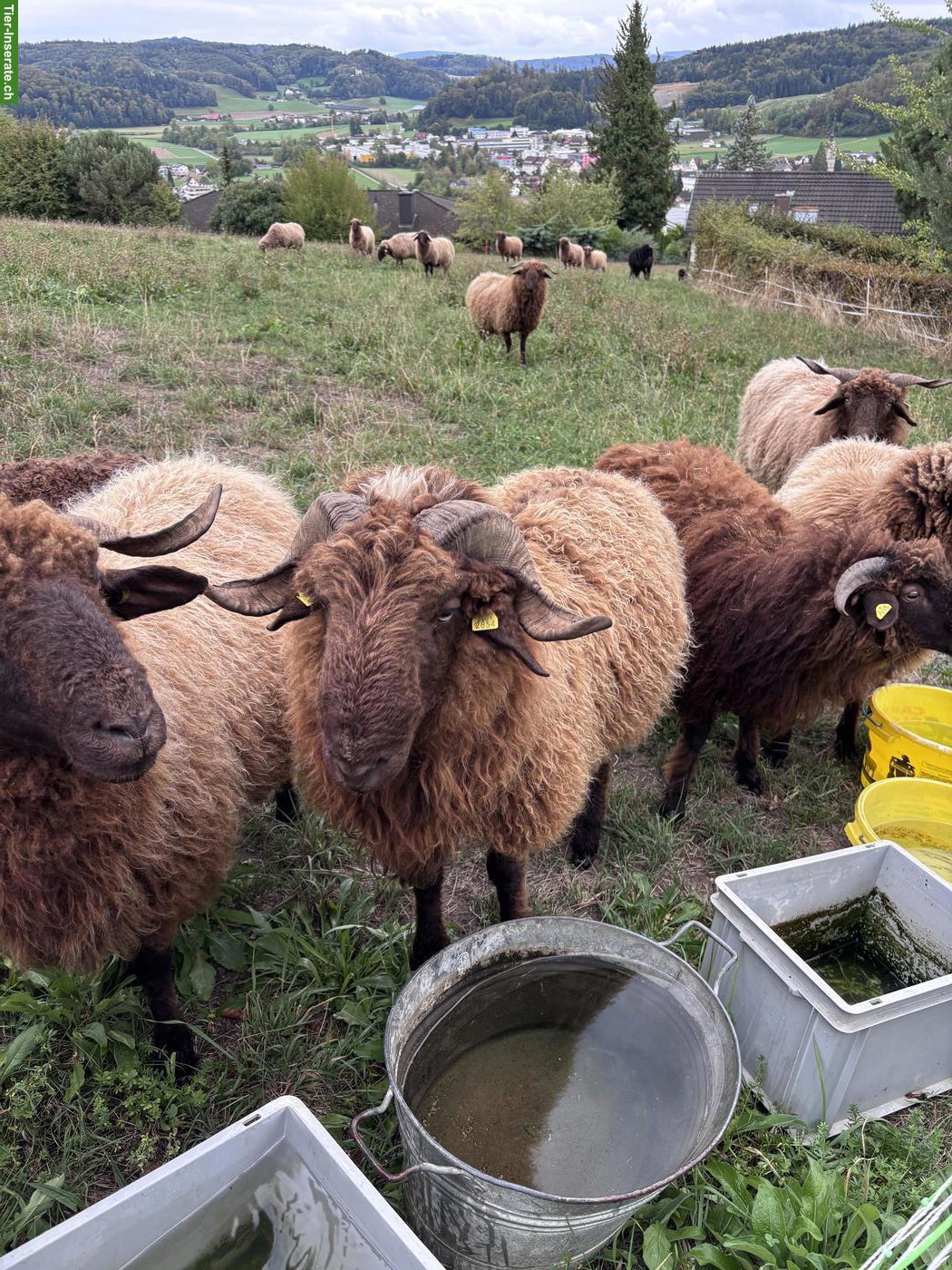 Bild 2: Walliser Landschaf Bock zu verkaufen