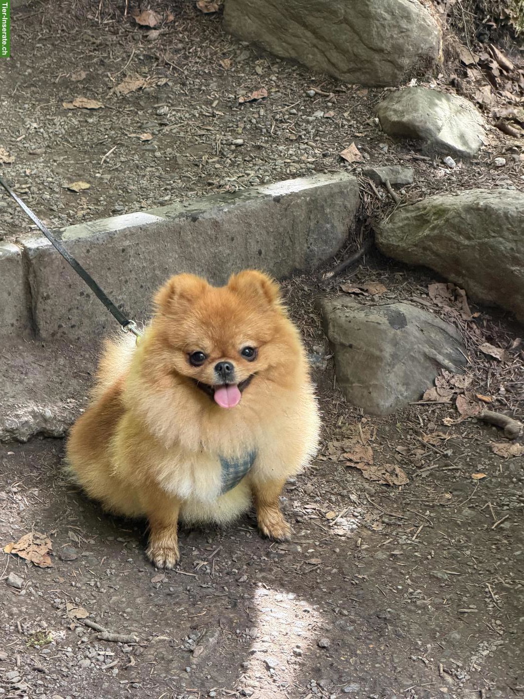 Liebevoller Pomeranian Rüde sucht neues Zuhause