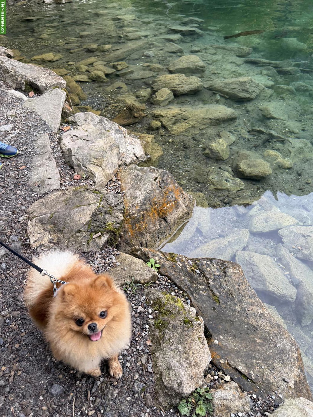 Bild 2: Liebevoller Pomeranian Rüde sucht neues Zuhause