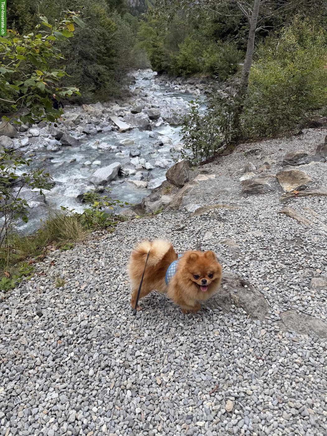 Bild 3: Liebevoller Pomeranian Rüde sucht neues Zuhause
