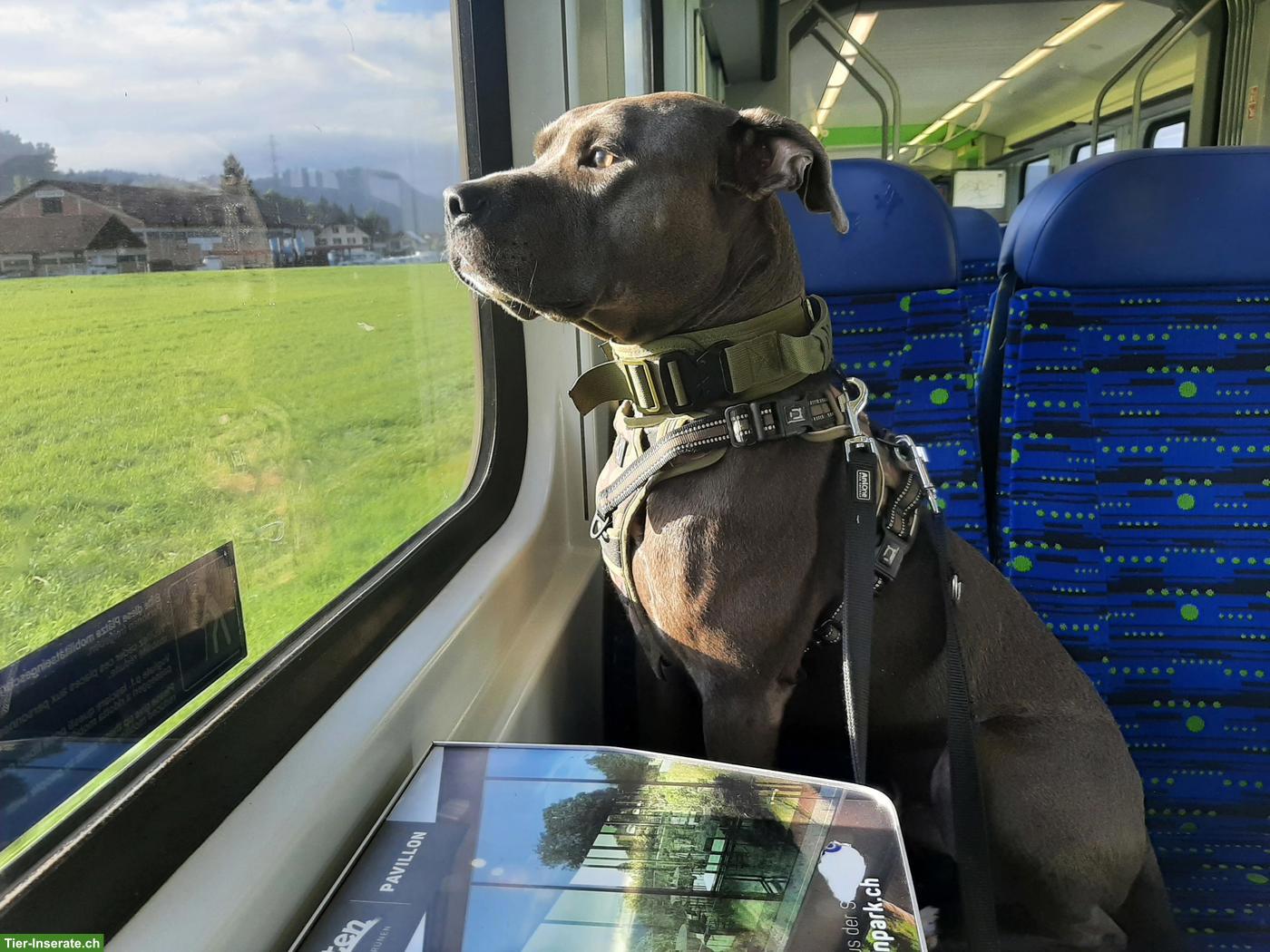 Amstaff Rüde Balou sucht hundeerfahrenes Zuhause