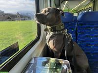 Amstaff Rüde Balou sucht hundeerfahrenes Zuhause