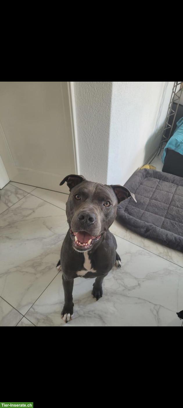Bild 2: Amstaff Rüde Balou sucht hundeerfahrenes Zuhause