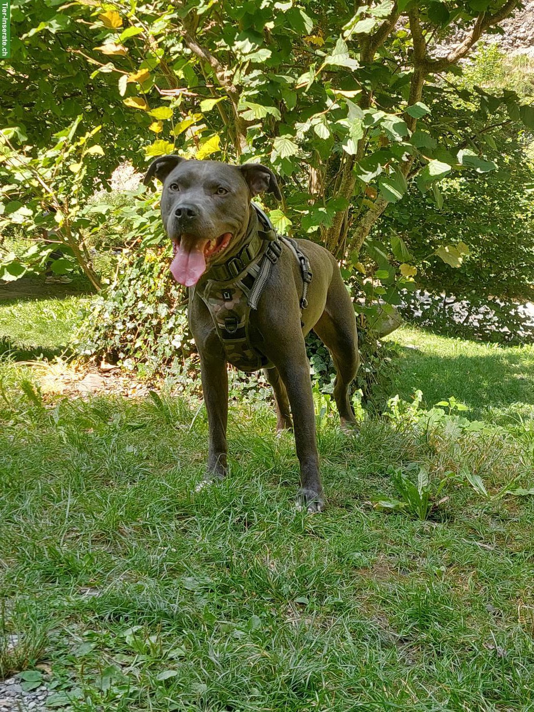 Bild 3: Amstaff Rüde Balou sucht hundeerfahrenes Zuhause