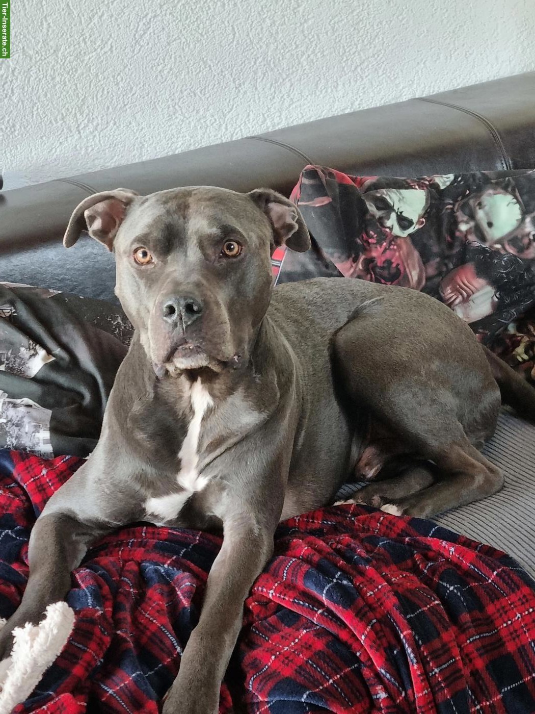 Bild 4: Amstaff Rüde Balou sucht hundeerfahrenes Zuhause