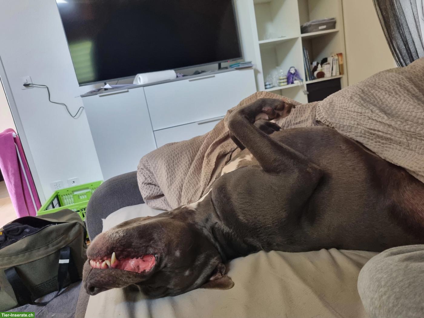 Bild 5: Amstaff Rüde Balou sucht hundeerfahrenes Zuhause