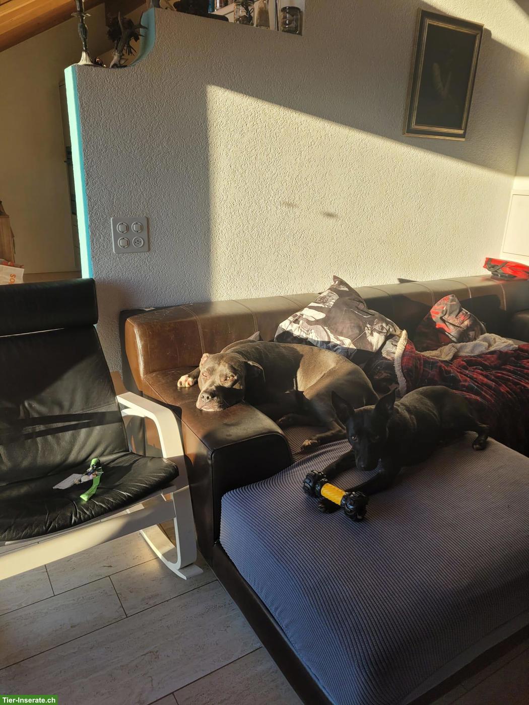 Bild 6: Amstaff Rüde Balou sucht hundeerfahrenes Zuhause