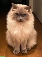 2 liebevolle Ragdoll Katzen suchen neues Zuhause