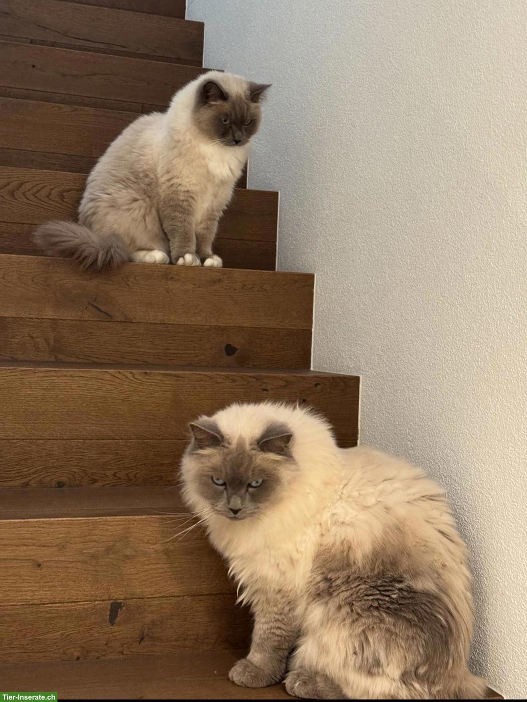 Bild 2: 2 liebevolle Ragdoll Katzen suchen neues Zuhause