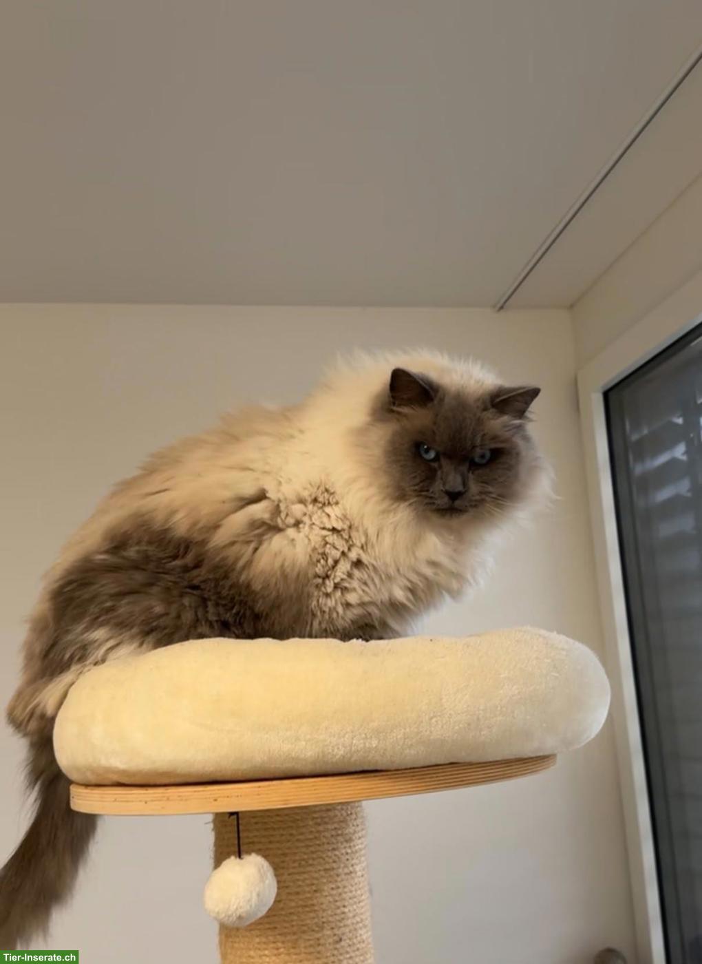 Bild 3: 2 liebevolle Ragdoll Katzen suchen neues Zuhause