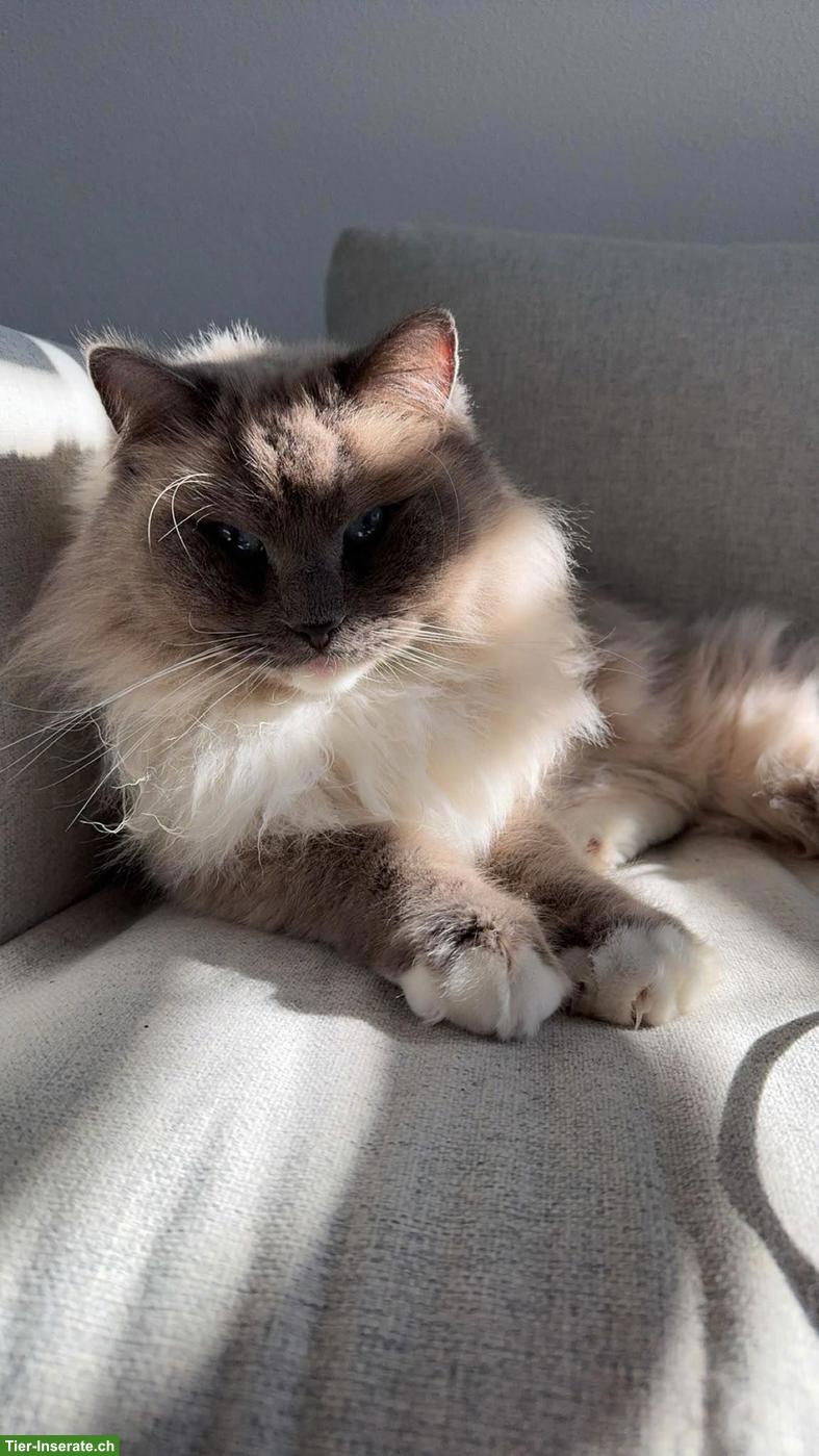 Bild 4: 2 liebevolle Ragdoll Katzen suchen neues Zuhause